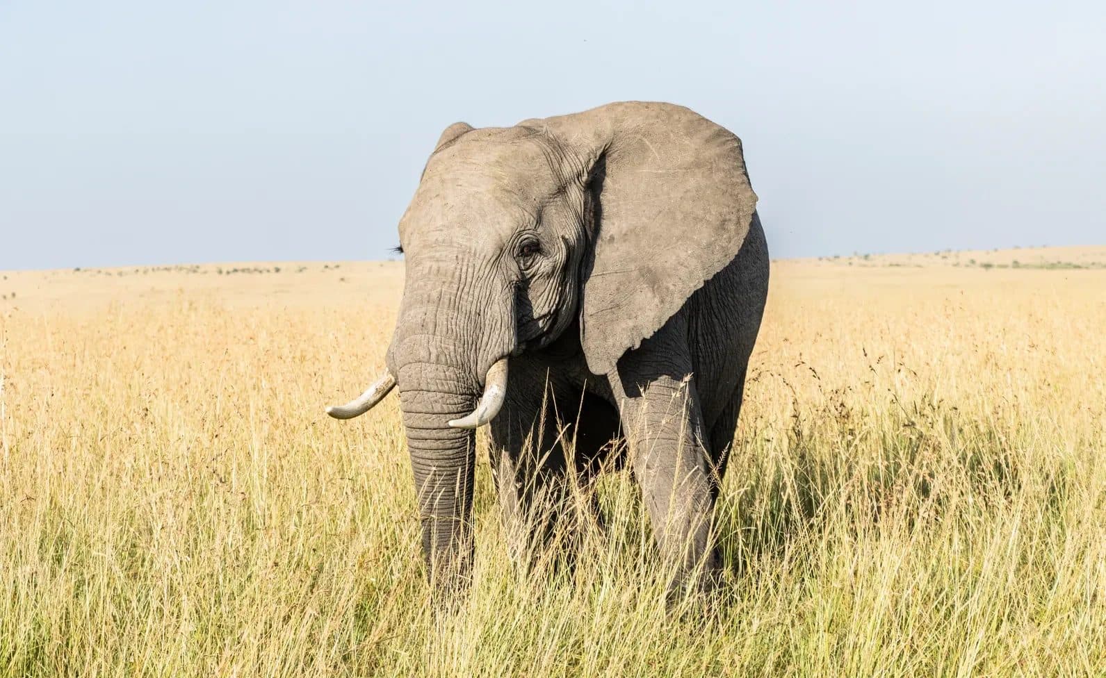 6-Day Kenya Luxury Safari: Mara, Naivasha & Amboseli
