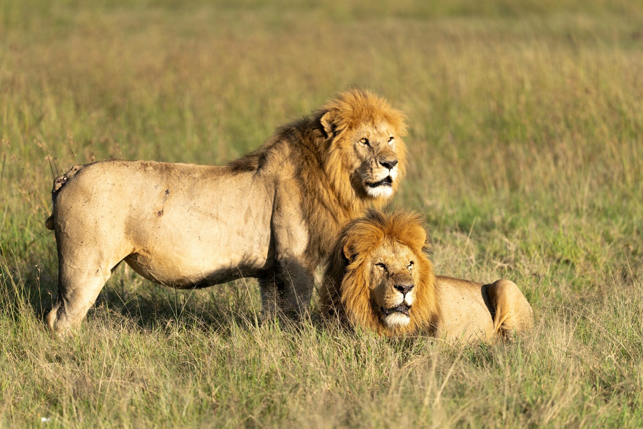 6-Day Masai Mara, Lake Naivasha & Amboseli Midrange Safari