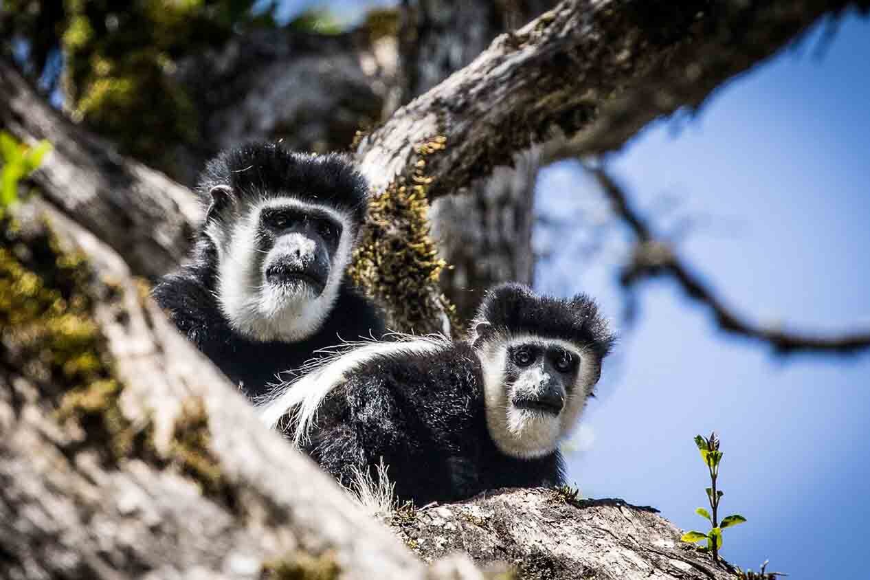 Columbus monkeys in nakuru
