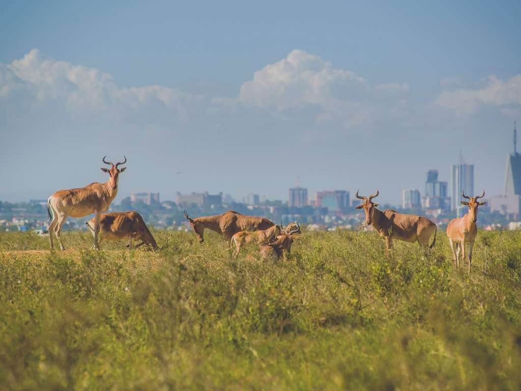 Gazzelles in Nairobi National Park