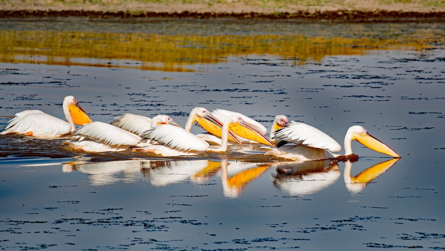 Lake Nakuru Birds