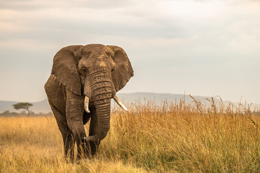 3-Day Amboseli Elephant Encounters & Kilimanjaro Budget Safari Tour