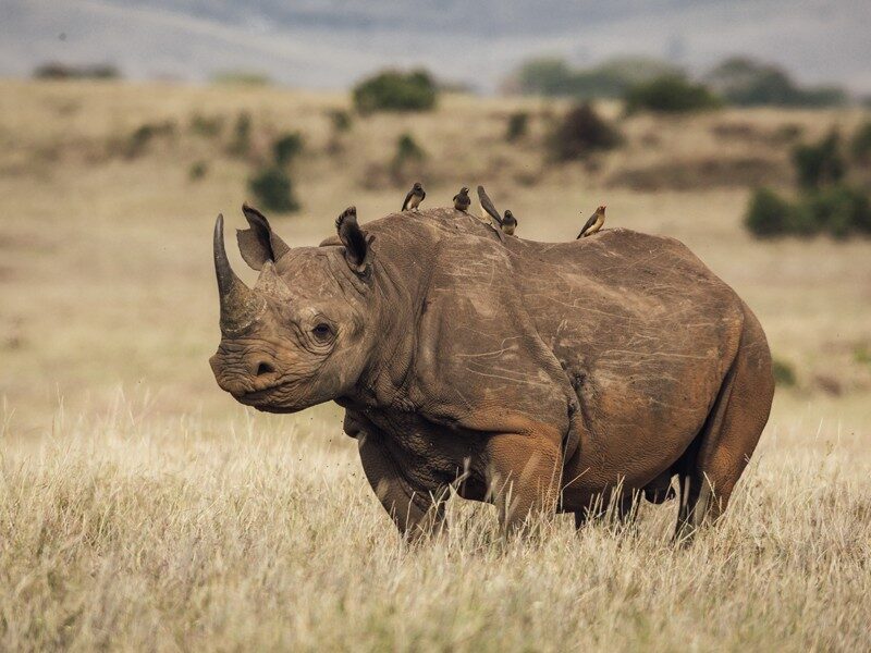 Rhino in ol pejeta conservancy