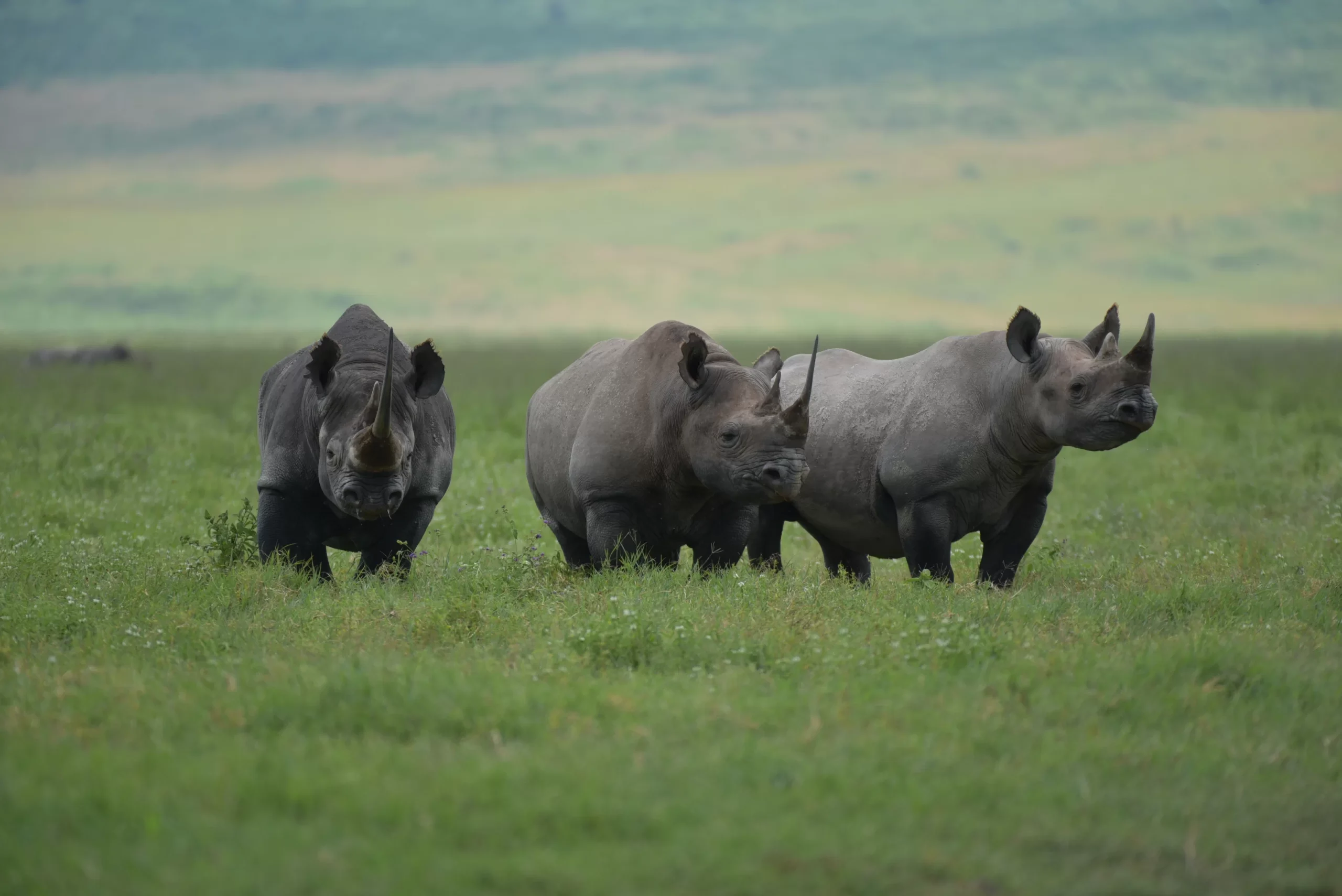 Rhinos in Ngorongoro crater