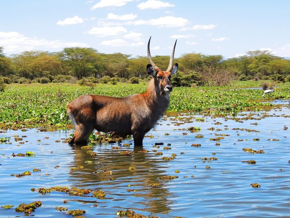 Magnificent,Male,Waterbuck,Standing,In,The,Shallows,Of,Lake,Naivasha,