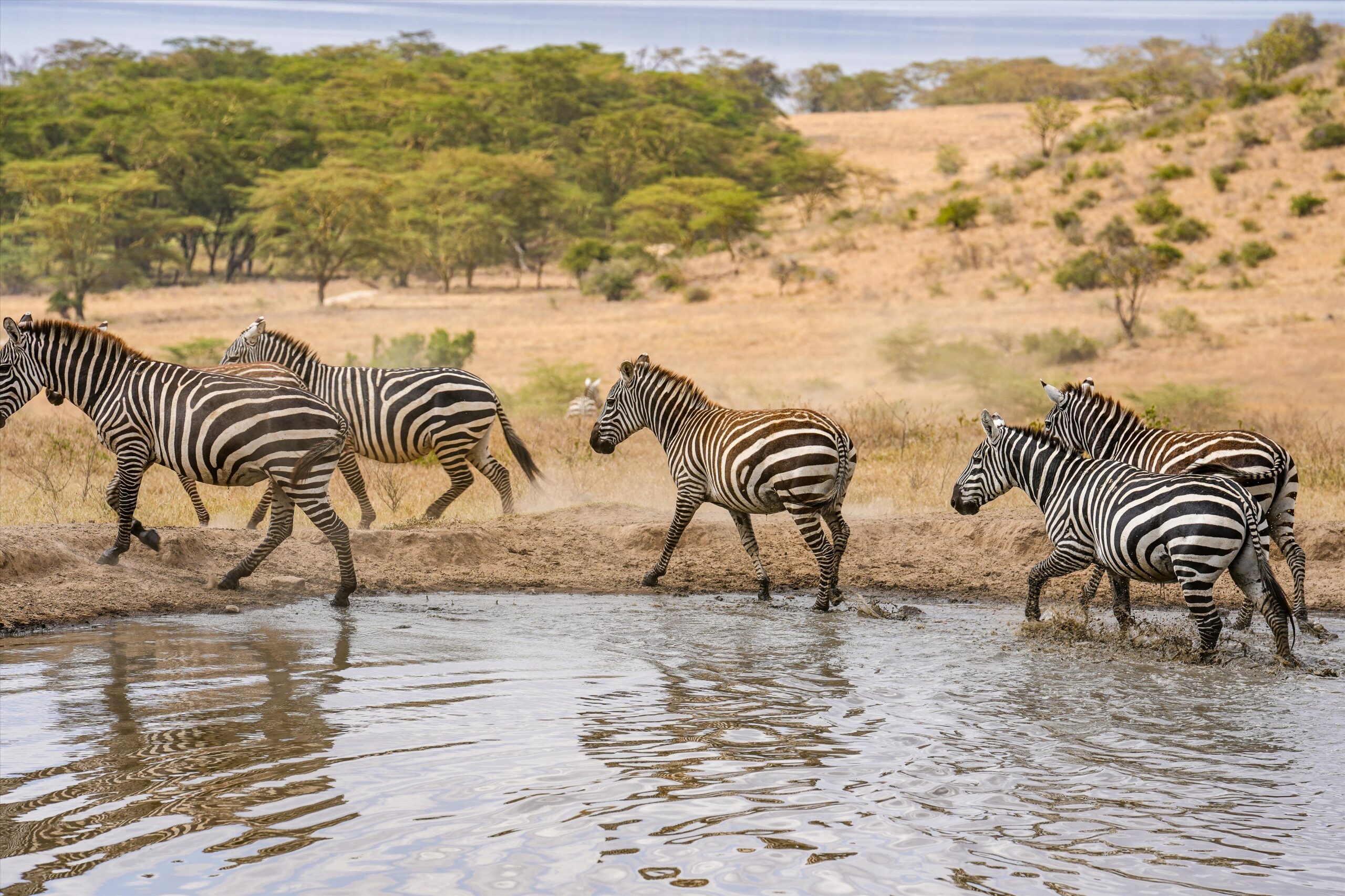 1-Day Tour to Lake Naivasha and Lake Nakuru Safari