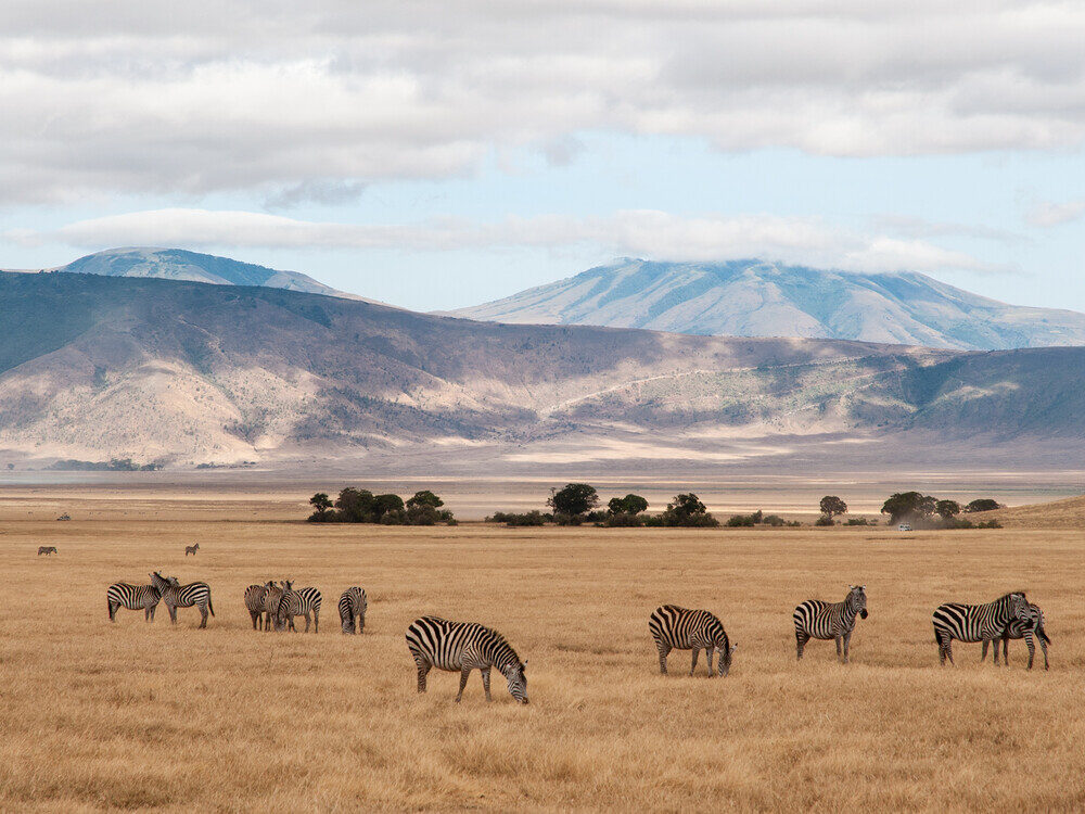 Zeebra in Ngorongoro crater