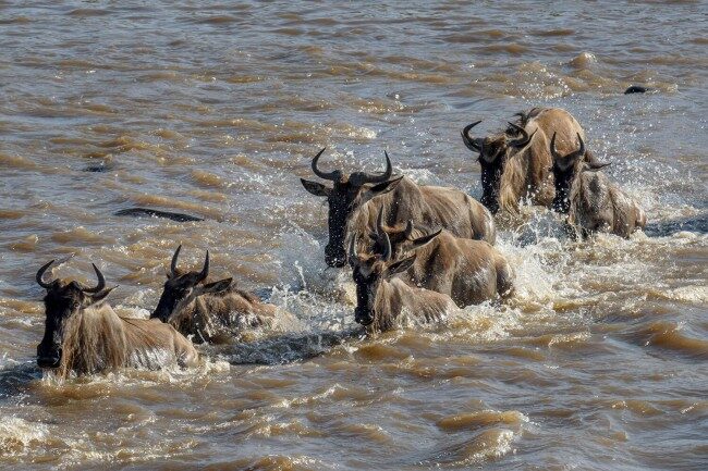 3-Day Masai Mara Great Migration & Big 5 Safari Itinerary