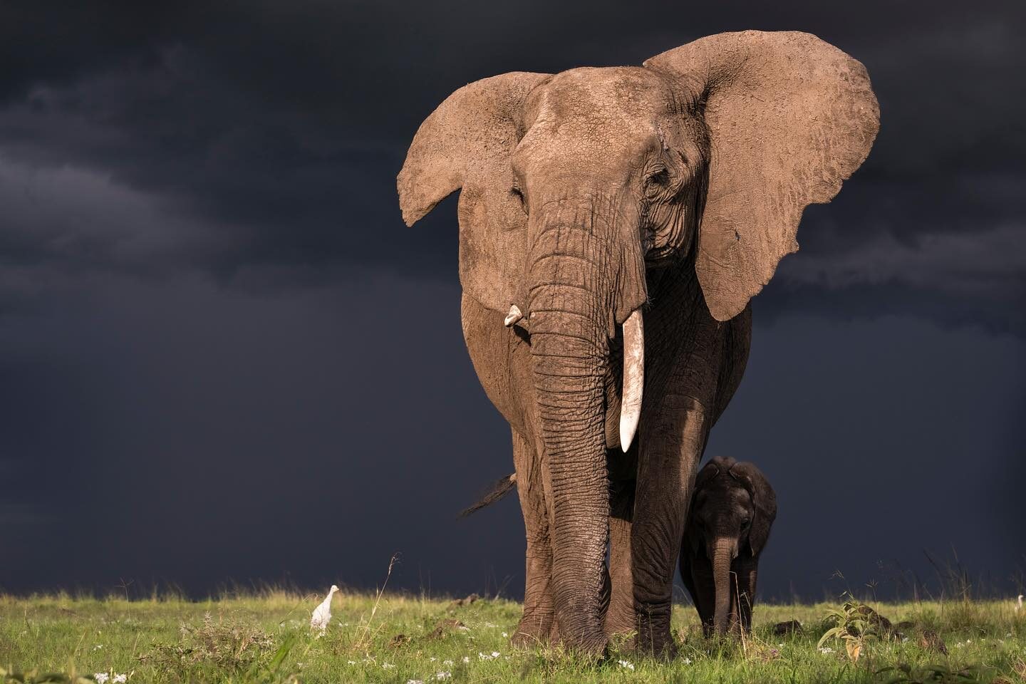 Elephant mom and calf