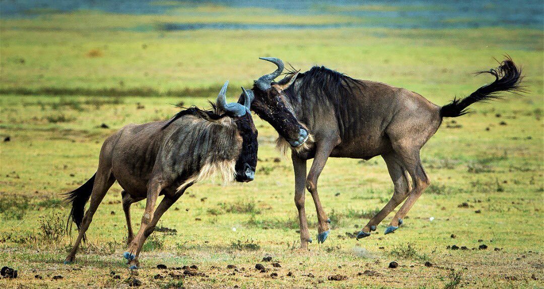 3-Day Masai Mara Great Migration & Big 5 Luxury Safari