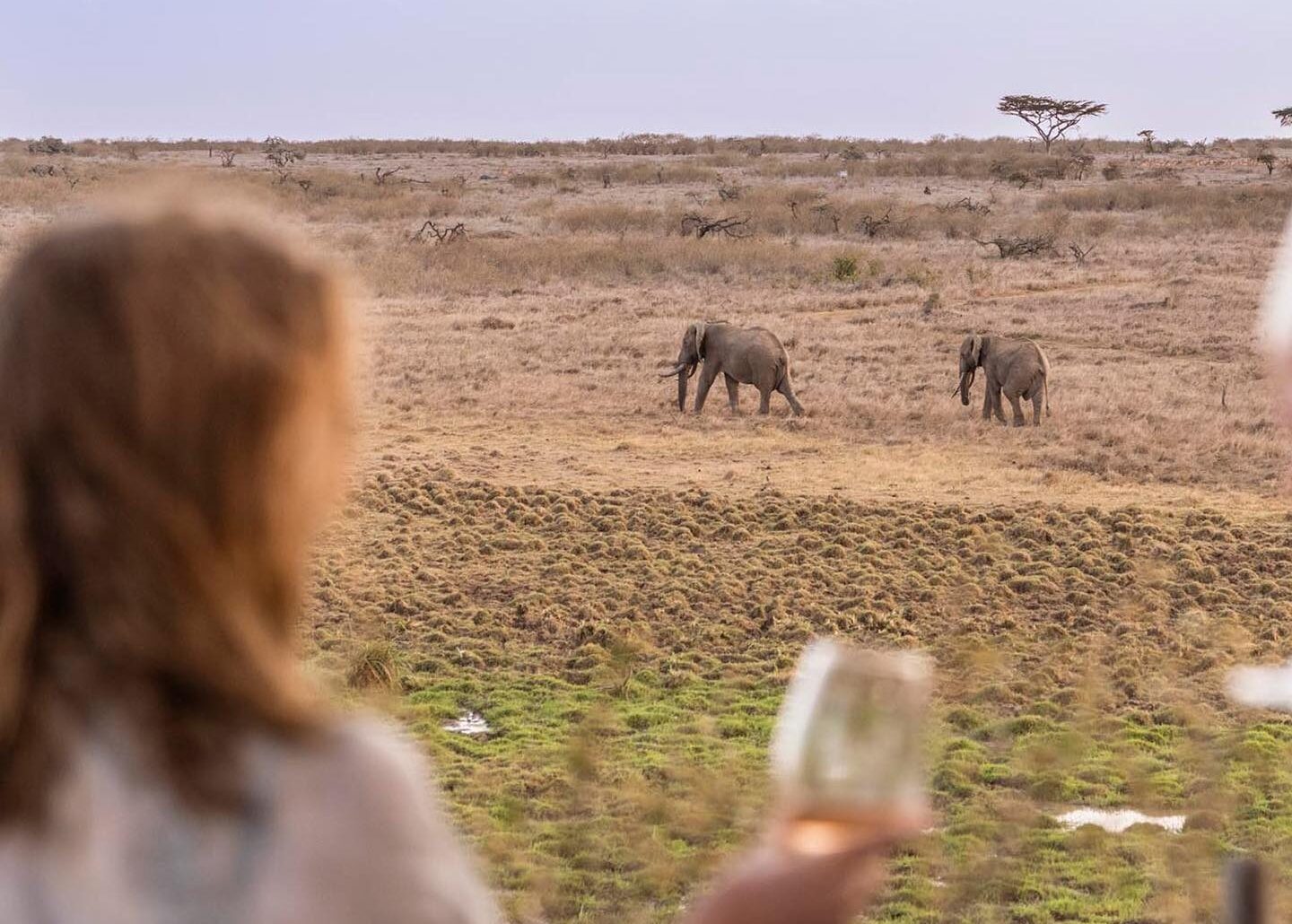 View Elephants while at the lodge View Elephants while at the lodge