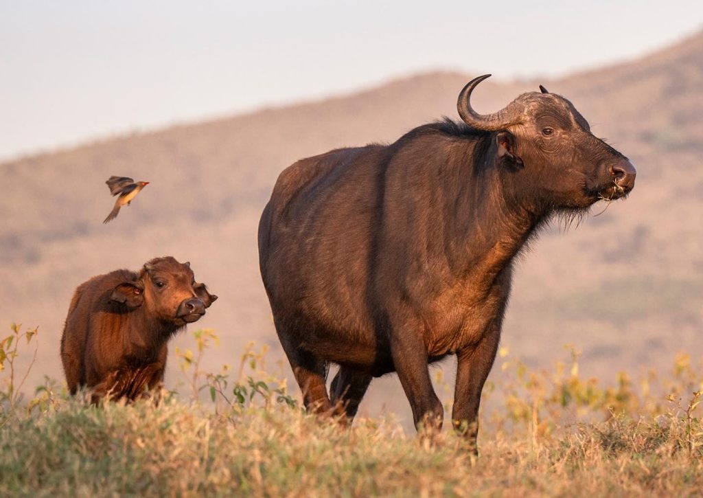 A buffalo and her calf