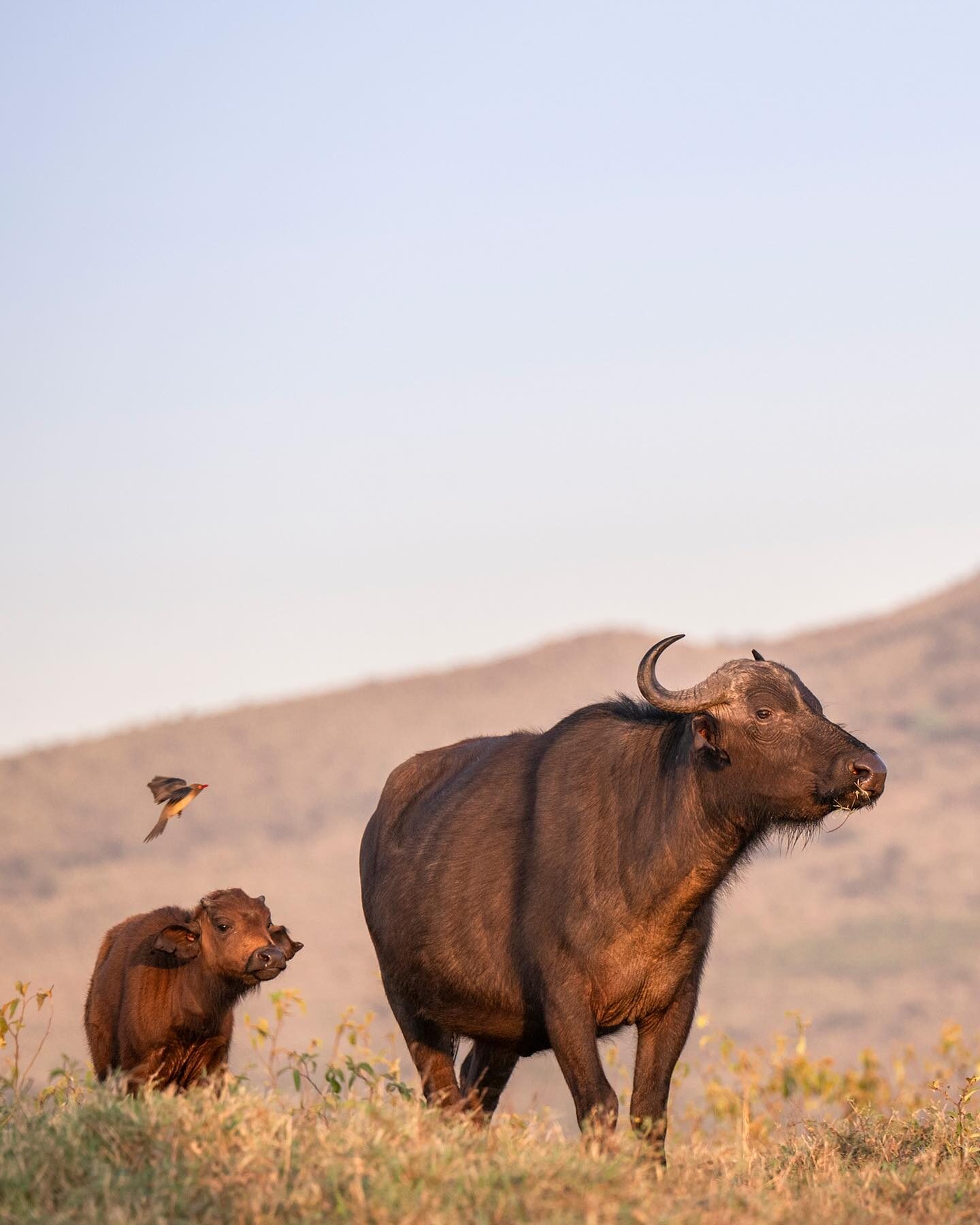 A buffalo and her calf
