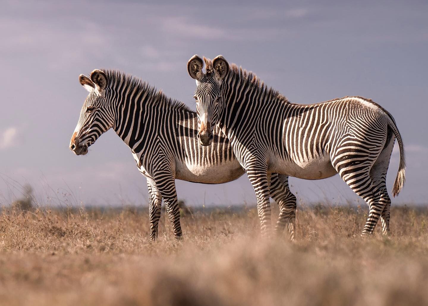 Grevey Zebras Samburu Grevey Zebras Samburu