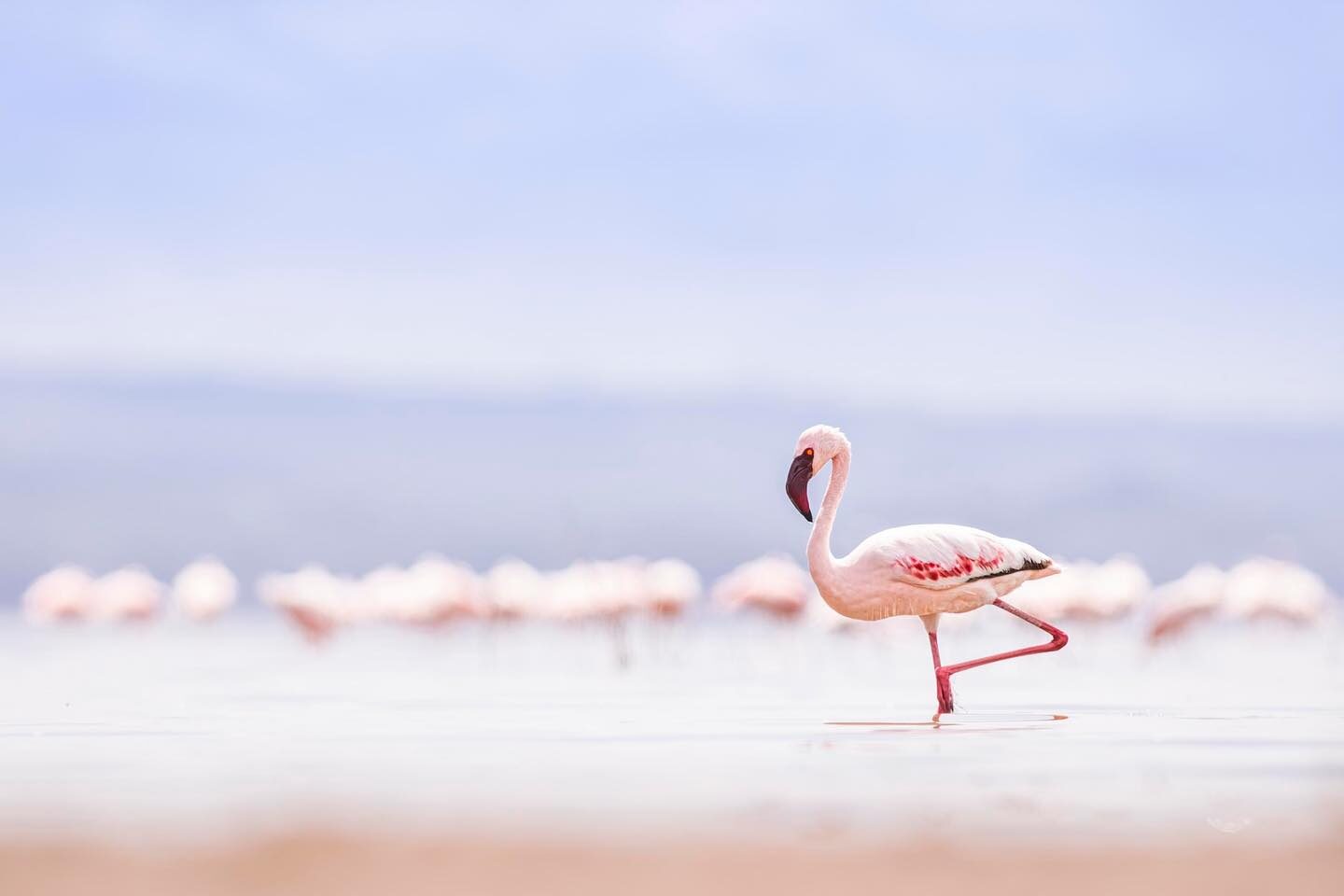 1-Day Tour to Lake Naivasha and Lake Nakuru Safari