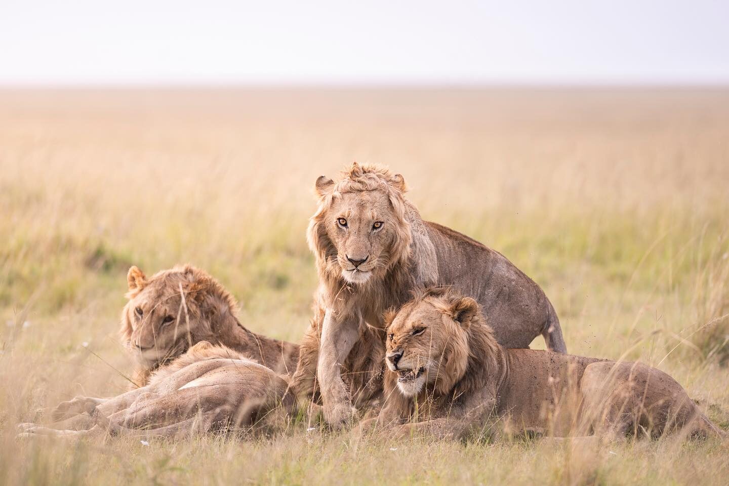 lion pride