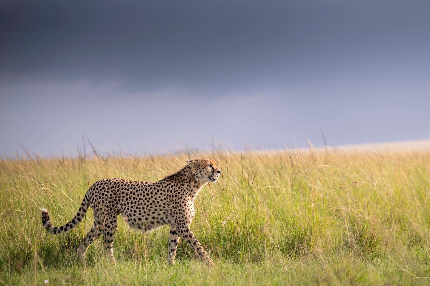 Cheetah