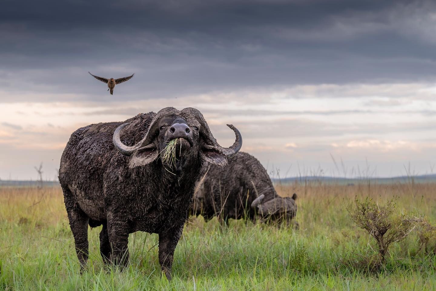 3-Day Masai Mara Great Migration & Big 5 Luxury Safari