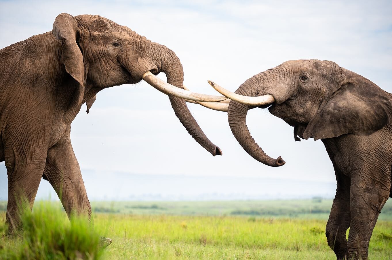 3-Day Amboseli Elephant Encounters & Kilimanjaro Safari Tour