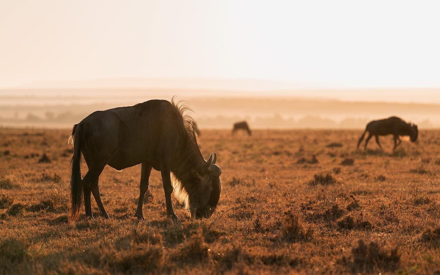 A wildebeest at sunset