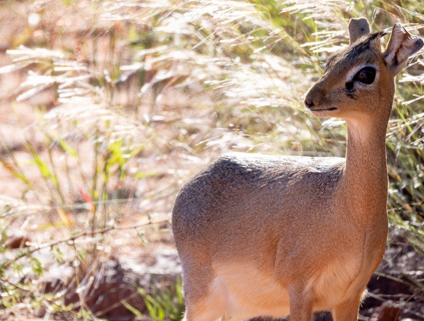 okonjima_nature_reserve_1764659398096