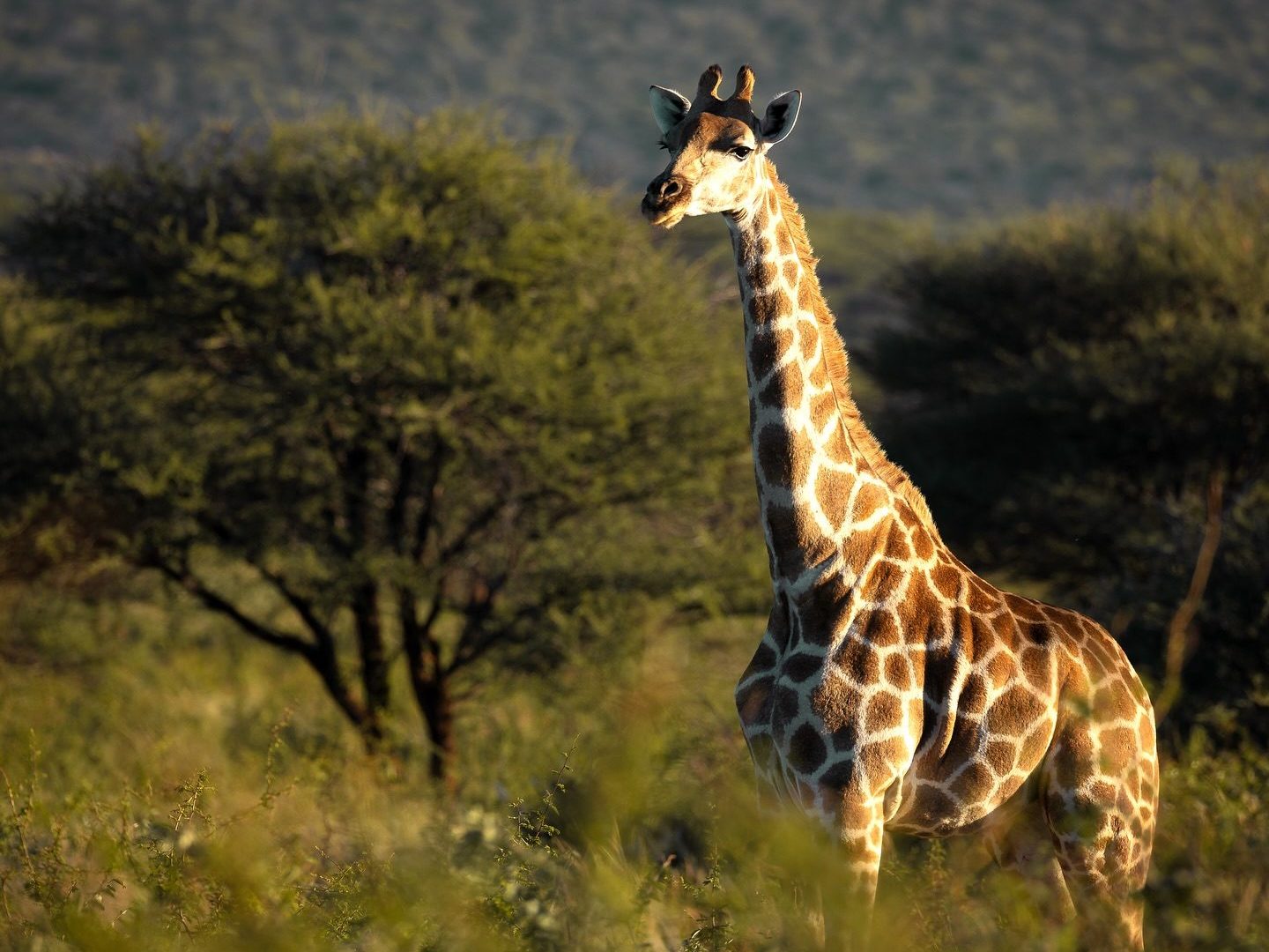 okonjima_nature_reserve_1764659400973